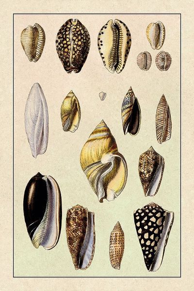 Shells: Convoltae and Orthocerata