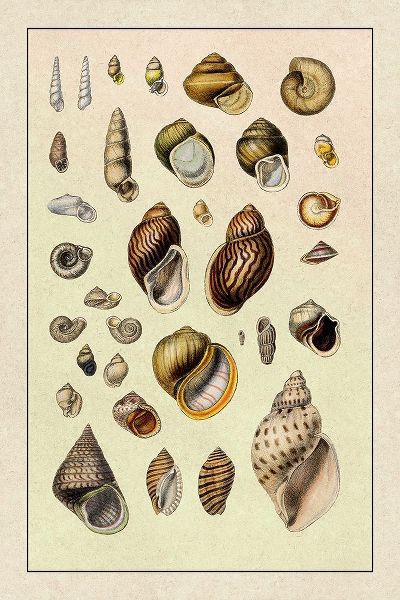 Shells: Sessile Cirripedes #2