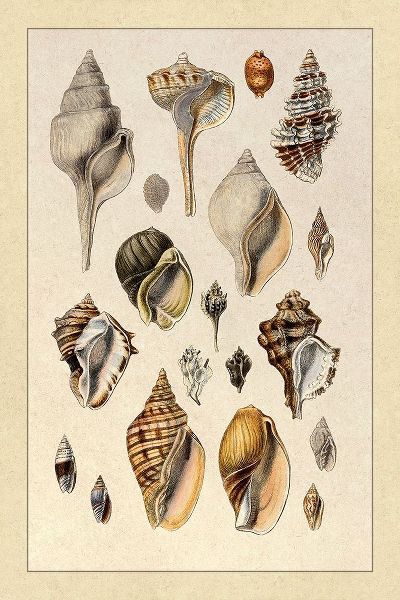 Shells: Sessile Cirripedes #3