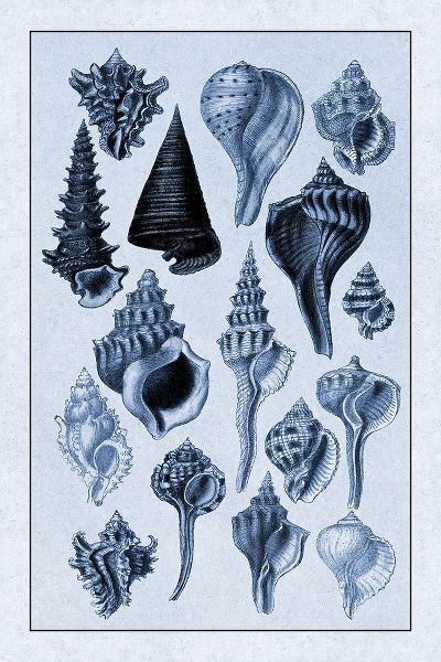 Shells: Trachelipoda #4 (Blue)