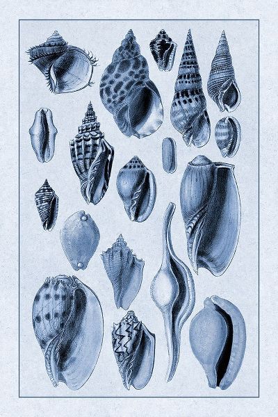 Shells: Trachelipoda #6 (Blue)