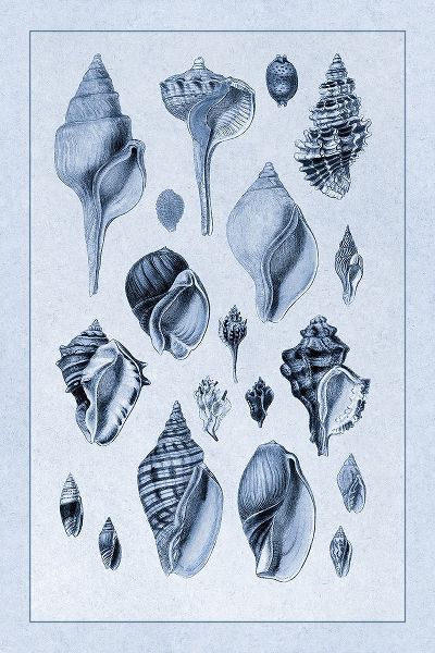 Shells: Sessile Cirripedes #3 (Blue)