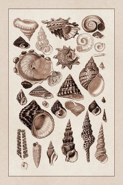 Shells: Trachelipoda #3 (Sepia)