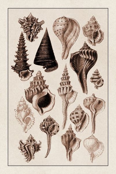 Shells: Trachelipoda #4 (Sepia)