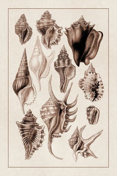 Shells: Trachelipoda #5 (Sepia)