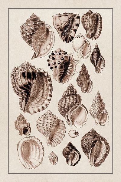 Shells: Purpurifera (Sepia)