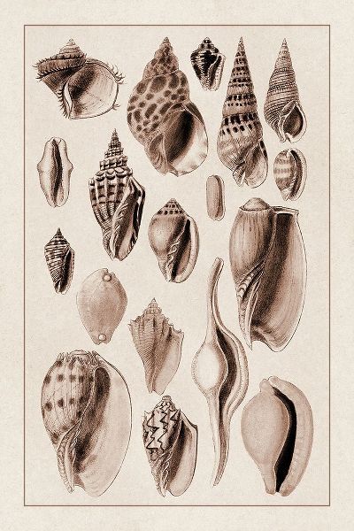 Shells: Trachelipoda #6 (Sepia)