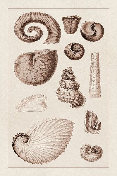 Shells: Ammonacea (Sepia)
