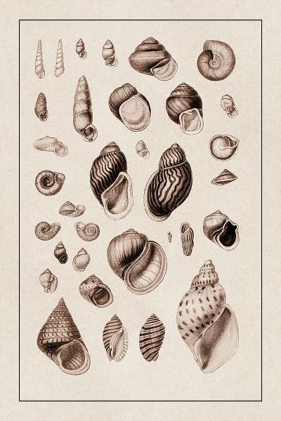 Shells: Sessile Cirripedes #2 (Sepia)