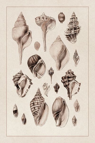 Shells: Sessile Cirripedes #3 (Sepia)