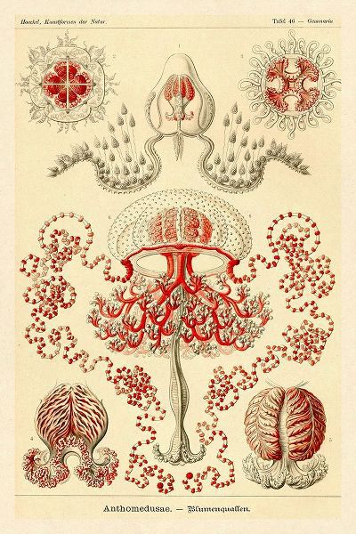 Haeckel Nature Illustrations: Anthomedusae
