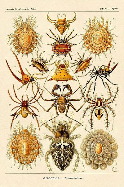 Haeckel Nature Illustrations: Spiders