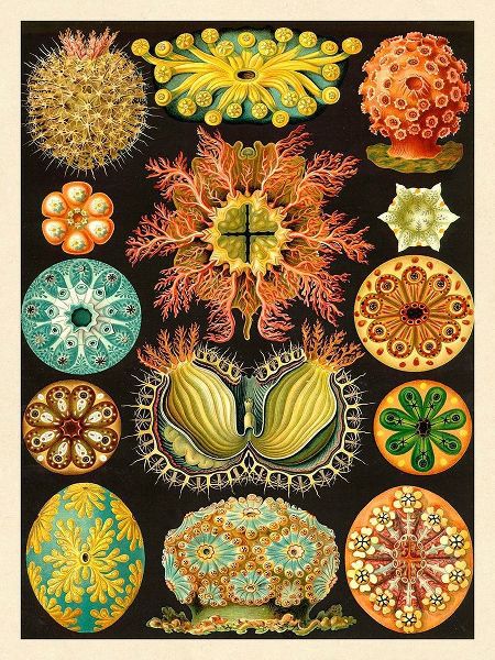 Haeckel Nature Illustrations: Ascidiae