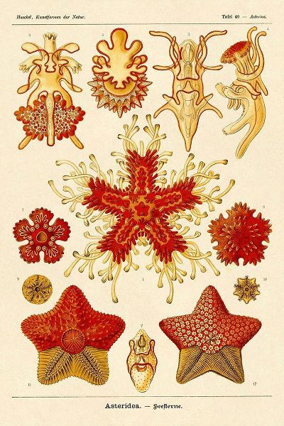 Haeckel Nature Illustrations: Starfish