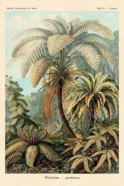 Haeckel Nature Illustrations: Ferns
