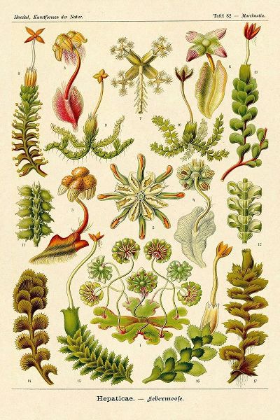 Haeckel Nature Illustrations: Corals