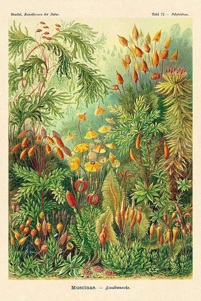Haeckel Nature Illustrations: Muscinae
