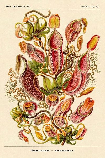 Haeckel Nature Illustrations: Pitcher Plants