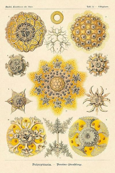 Haeckel Nature Illustrations: Polycytaria Radiolaria