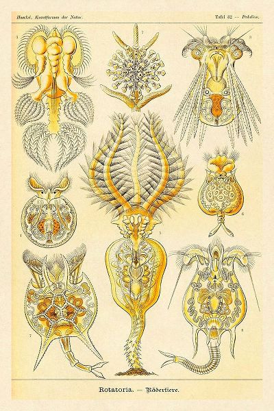 Haeckel Nature Illustrations: Rotatoria, rotifera worms