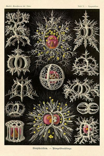 Haeckel Nature Illustrations: Stephoidea