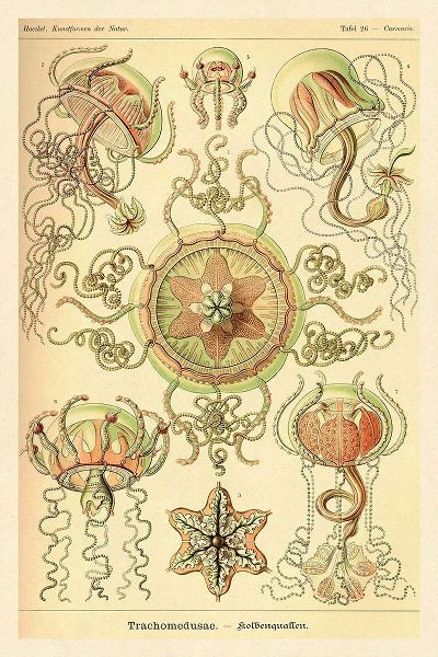 Haeckel Nature Illustrations: Trachomedusae - Jellyfish
