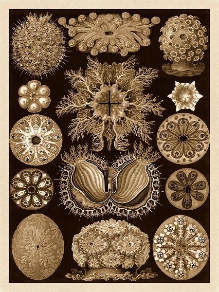 Haeckel Nature Illustrations: Ascidiae - Sepia Tint