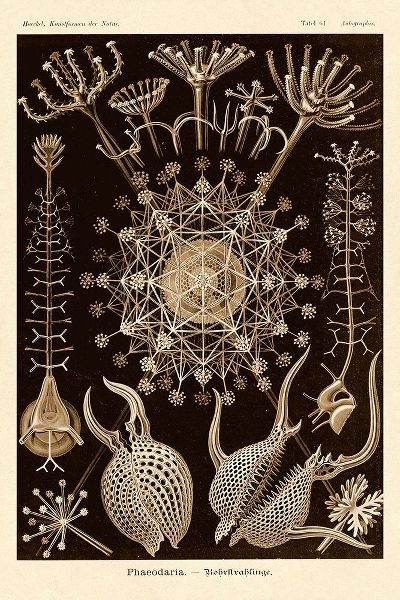 Haeckel Nature Illustrations: Phaeodaria radiolarians - Sepia Tint