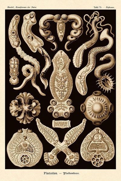 Haeckel Nature Illustrations: Flatworms - Sepia Tint