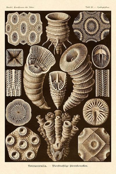 Haeckel Nature Illustrations: Tetracoralla, Coral - Sepia Tint
