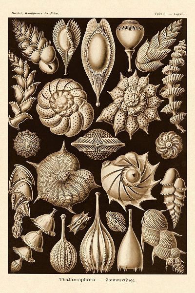 Haeckel Nature Illustrations: Thalamophora, Forminifera - Sepia Tint