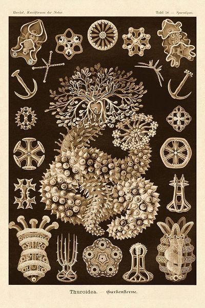 Haeckel Nature Illustrations: Sea Cucumbers - Sepia Tint