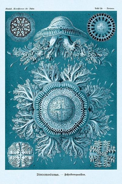 Haeckel Nature Illustrations: Jelly Fish - Blue-Green Tint