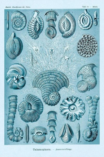 Haeckel Nature Illustrations: Talamophora, Formanifera, Rhisopods - Blue-Green Tint