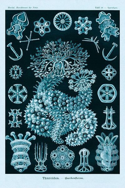 Haeckel Nature Illustrations: Sea Cucumbers - Blue-Green Tint