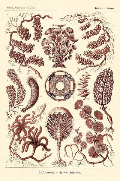 Haeckel Nature Illustrations: Siphoneae Hydrozoa - Rose Tint