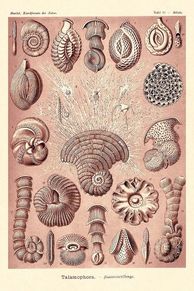 Haeckel Nature Illustrations: Talamophora, Formanifera, Rhisopods - Rose Tint