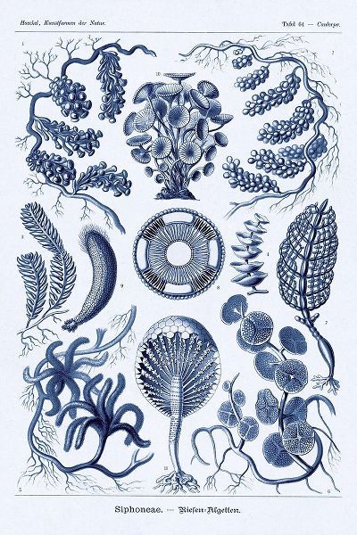 Haeckel Nature Illustrations: Siphoneae Hydrozoa - Dark Blue Tint