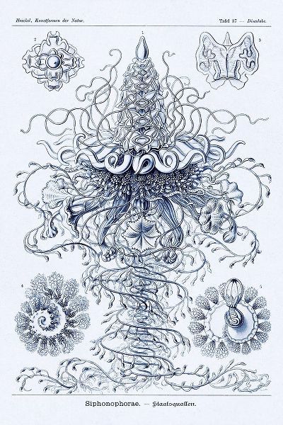 Haeckel Nature Illustrations: Tubularida - Tubularians - Dark Blue Tint