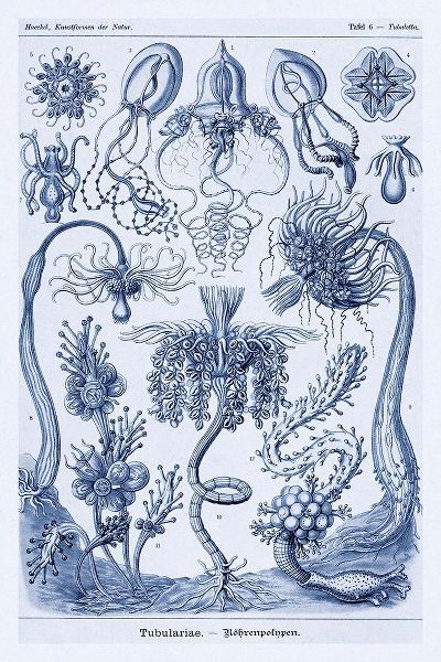 Haeckel Nature Illustrations: Cephlopods - Dark Blue Tint