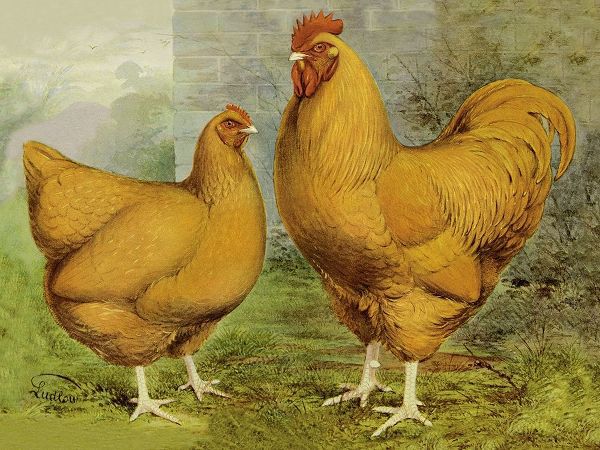 Chickens: Buff Orpingtons