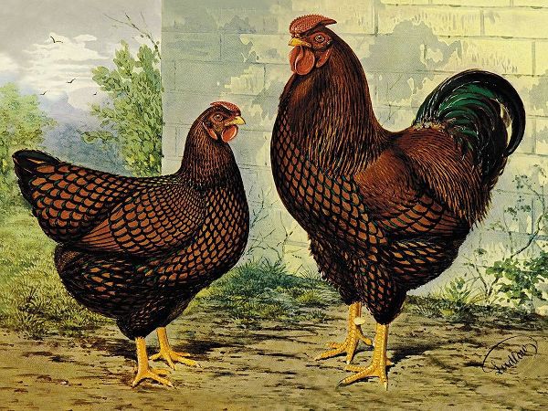 Chickens: Golden Wyandottes