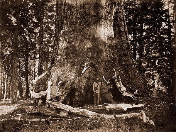 Watkins, Carleton 아티스트의 The Grizzly Giant - 33 feet diameter - with Galen Clark, MariVintagea Grove, Yosemite, California, 작품