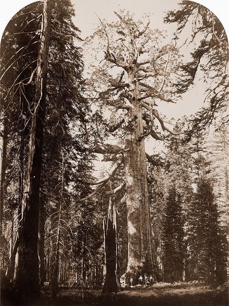 Grizzly Giant - 33 ft. diam. -  Mariposa Grove, Yosemite, California, 1861