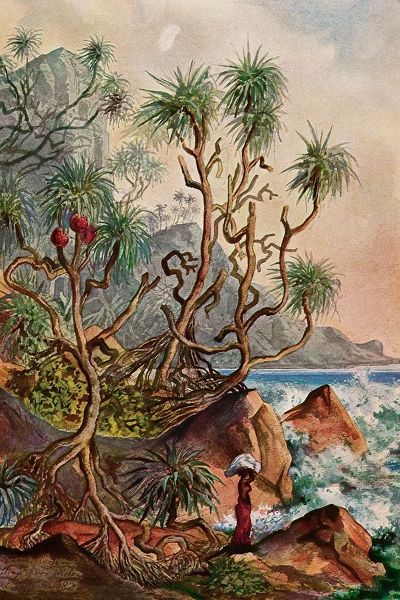 Pandanus bei Matura Schraubenpalmen an der Sudkuste von Ceylon