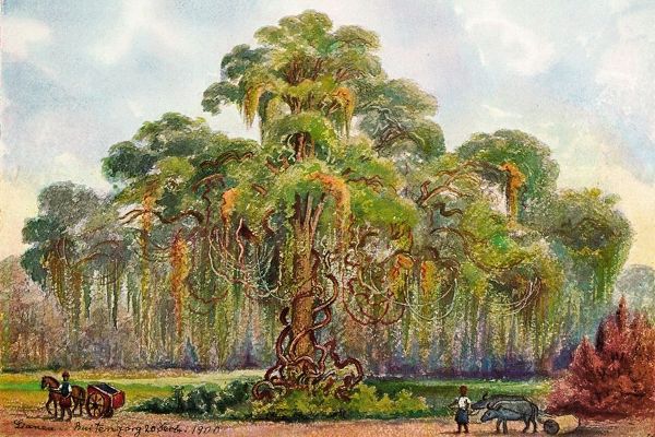 Terminalia auf Java Riesenbaum mit Lianen