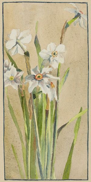 White Narcissus with Gray Accents
