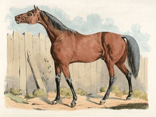 Dark-Brown Horse, 1817