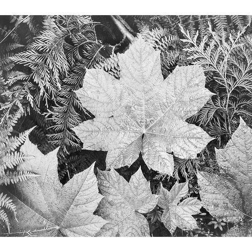 Leaves, Glacier National Park, Montana - National Parks and Monuments, 1941