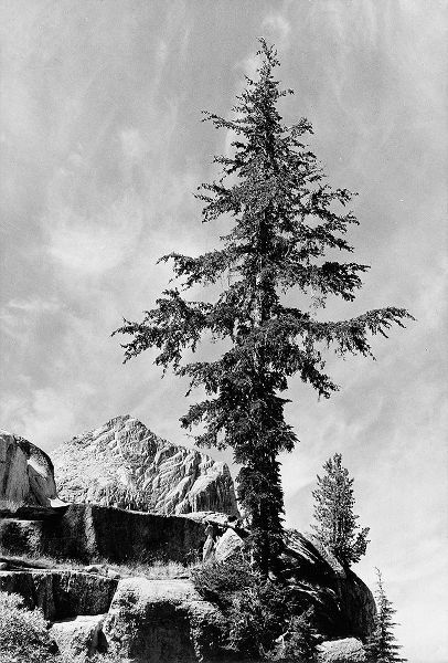 Tree and unnamed peak, Kings River Canyon,  proposed as a national park, California, 1936